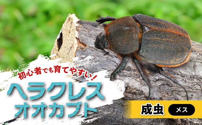 ヘラクレスオオカブト メス 1匹 サイズフリー　※配送不可地域あり 304018_CW007