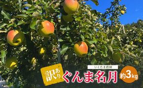 【2026年11月発送】訳あり ぐんま名月　約3kg リンゴ りんご フルーツ 果物 お取り寄せ 長野県 山ノ内町
