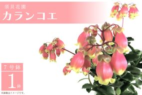 【2027年2月より順次発送】須貝花園 カランコエ 1鉢(7号鉢)｜カランコエ 花 季節の花 須貝花園 先行予約 茨城県 行方市(C-3)