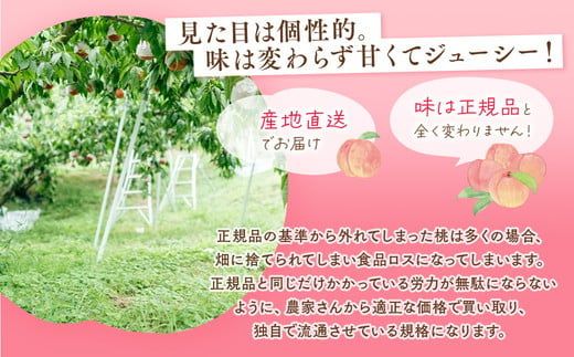◆2026年夏発送◆＜産直・家庭用桃・約5kg＞ ※北海道・沖縄・離島への配送不可 ※2026年7月上旬～9月上旬頃に順次発送予定｜先行予約 予約 桃 もも モモ 果物 くだもの フルーツ 訳あり 家庭用 詰め合わせ 福島 ふくしま