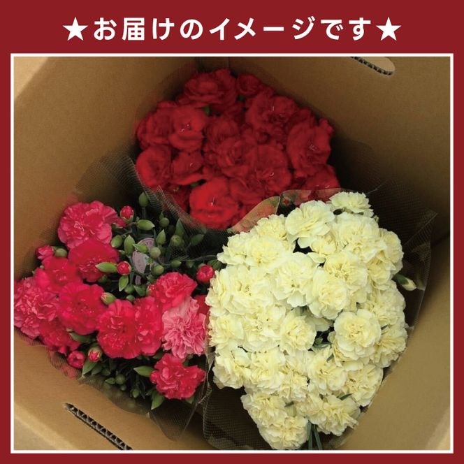 色とりどりのカーネーション （5号鉢） 3色セット 母の日 花 プレゼント (KAQ-1)