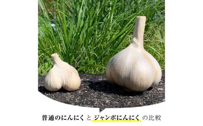 【定期便】ジャンボ黒にんにく150g×3（3か月に1回） iclb-tkb0003