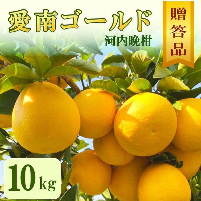 贈答用 愛南ゴールド（河内晩柑）約10kg みかん 蜜柑 河内晩柑 グレープフルーツ ギフト 贈答品 お祝い プレゼント 果実 ジュース ゼリー 正品 人気 果汁 さわやか 甘い 夏 デザート 柑橘 果物 フルーツ 前田ファーム 愛媛 愛南 【発送期間 3月下旬～5月上旬 】(なくなり次第終了)