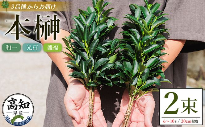 本榊 ２束（6～10本）本榊 榊 ほんさかき さかき サカキ 神棚 神事 お供え ブランドサカキ 和一 光富 盛福 30cm程度 小束 3品種 厳選 国産 ht-0001
