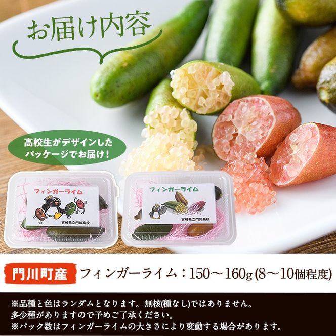 ＜数量限定・期間限定＞宮崎県門川町産フィンガーライム(150～160g) 柑橘 希少 ライム キャビアライム シトラス ミアローズ ティスティグリーン ピンクパール レッドスパークリング ダークレッド 高校生 高校【AU-2】【宮崎県立門川高等学校】