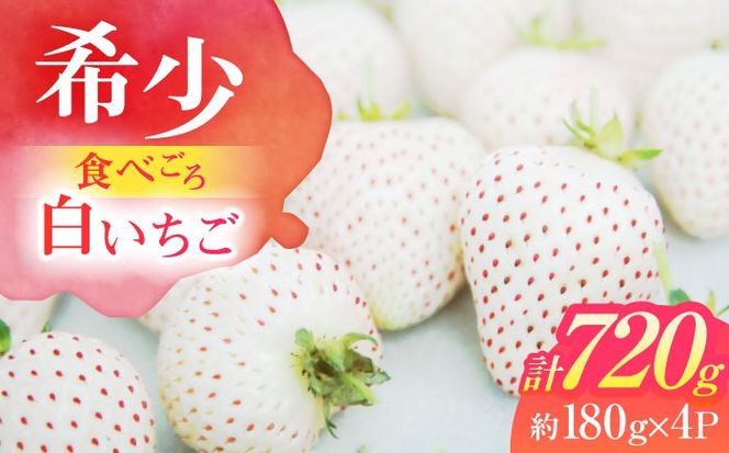 【希少】 朝摘み 愛知県産 白いちご （White Fairy） 約180g×4パック 粒サイズランダム いちご 白イチゴ 国産 愛西市/くぼ苺農園[AECJ005]