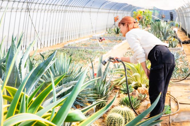 鹿嶋市産アガベ！パリー・ホーチエンシス『ウェイクフィールド』【観葉植物 自然 お庭 インテリア 多肉 アガベ 5号 鉢 ナチュラル 20000円以下】（KCP-8）