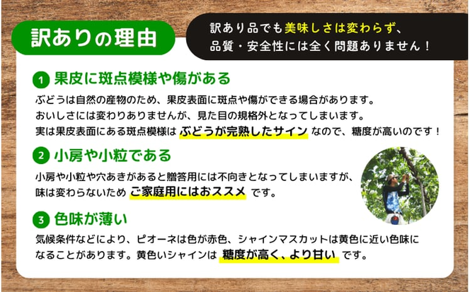 【訳あり】 ※2026年の予約です！※ 岡山県産 林ファミリーのシャインマスカット 約4kg（約5～8房）【2026年先行予約】 / ブドウ ぶどう 岡山 真庭市 マスカット 葡萄 果物 フルーツ 新鮮 人気 数量限定 お買い得 家庭用 お試し たっぷり ぶどう専門 【hfbd023-02】