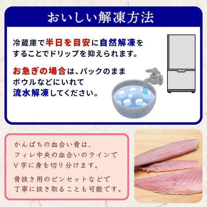 三陸産 カンパチ 刺身 1.4kg 新鮮 人気 高級 天然 三陸 魚 産地直送 かんぱち 勘八 しゃぶしゃぶ 鍋 照り焼き 刺し身 さしみ 生 冷凍 海鮮 魚介 国産 グルメ 急速冷凍 kanpati スキンレス フィレ ワンフローズン 岩手 大船渡 岩手県 大船渡市 [kouyou022]