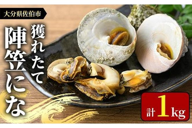 ＜お試し用＞陣笠にな (約1kg) 魚介 貝 にな ニナ 酒蒸し 網焼き バター焼き バーベキュー 獲れたて 冷蔵 海の直売所 大分県 佐伯市【AS125】【海べ (株)】