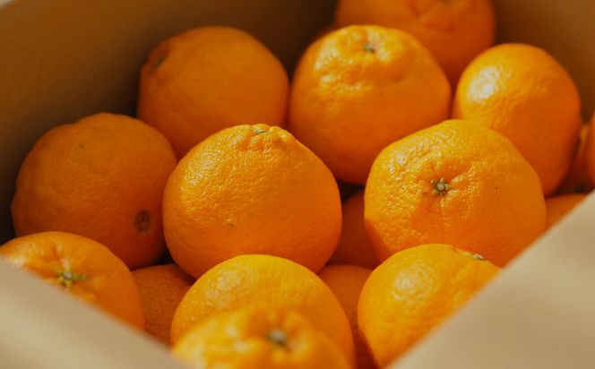 【濃厚】 有田 の 不知火 約 5kg （12玉〜20玉おまかせ） / 甘い 和歌山 柑橘 ※2027年2月下旬～3月下旬頃順次発送予定 （日付指定不可）【tec010-r-12】