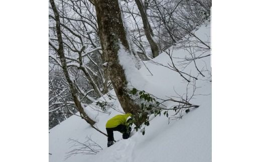 メープルサップ「かえでの宝石」500ml×2本セット　1093001　