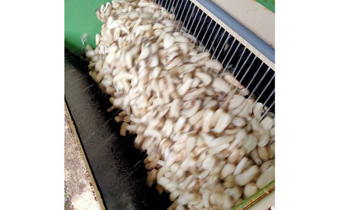 【鳥取県産】毎日の食卓に 洗いらっきょう 2kg 313726_BW025