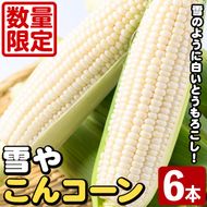 ＜先行予約受付中！2026年6月中旬以降順次発送予定＞白いとうもろこし「雪やこんコーン」(6本) 国産 トウモロコシ 玉蜀黍 ホワイト コーン 野菜 糖度 夏 イネ科 数量限定 期間限定【うとさんち】akn067-13