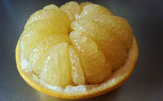 【早期受付・数量限定】熟成の土佐文旦5kg 家庭用 予約 先行受付 大人気 リピーター フルーツ 果物 旬 文旦 ぶんたん ブンタン 土佐文旦 柑橘 オススメ 四万十 しまんと 高知 産地直送 農家直送 【2026年2月下旬より発送】R7-551