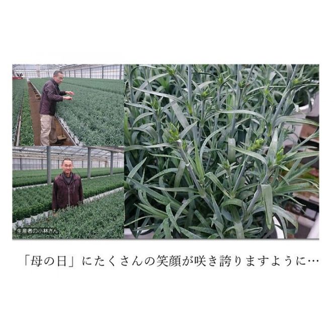 【母の日ギフト】鉢もの「カーネション7号レッド」」＜お届け日：2026年5/4～5/10 当店おまかせ ＞母の日カード付き【 母の日 ギフト アレンジ 花 カーネーション 贈り物 大阪府 門真市 】 272230_BG071VC01