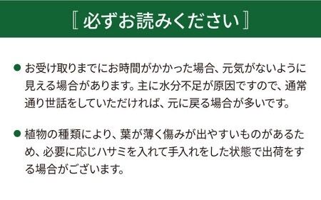 鮮やかなイエローグリーンが美しい『 フィロデンドロン ・ インペリアル ゴールド 』 糸島市 / cocoha 観葉植物 [AWB031]