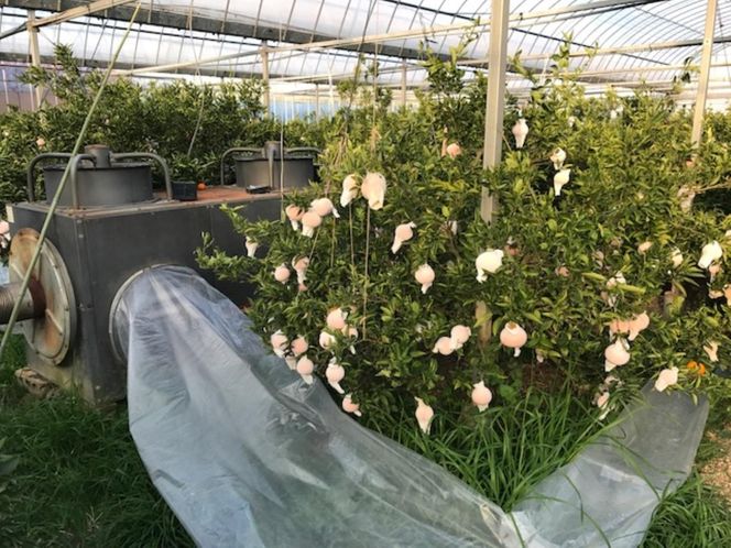 お試し規格 柑橘の大トロ ハウス せとか ちょっと 傷あり 2玉 または 3玉入 手さげ箱 南泰園 和歌山 有田 BS197