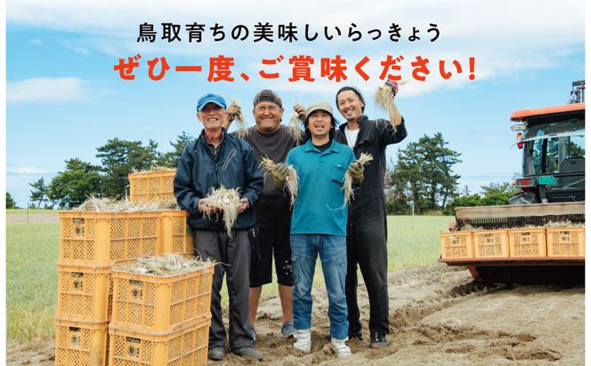 橋本さんちの根付き生らっきょう 12kg 312011_BL006