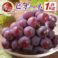 【令和8年発送 先行予約】小林市産 ピオーネ 1kg（ぶどう ブドウ ピオーネ フルーツ 果物 くだもの 先行受付 限定）【令和8年発送 先行予約】小林市産 ピオーネ 2kg（ぶどう ブドウ ピオーネ フルーツ 果物 くだもの 先行受付 限定）