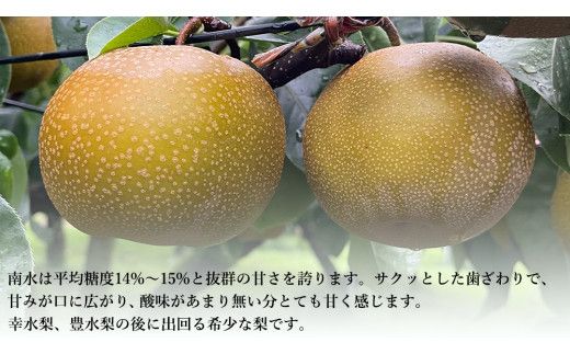 【 先行予約 】茨城県産 梨 南水 約3kg 7玉～9玉 ( 茨城県共通返礼品 : 常陸太田市 )【 2026年 9月中旬頃より発送 】 フルーツ 果物 国産 日本産 梨 ナシ なし 和梨 期間限定 数量限定
