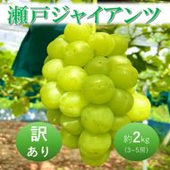 2026年 早期受付 ぶどう 瀬戸ジャイアンツ 3～5房 約2kg 岡山県高梁市産 うめづぶどう園 化粧箱入り 葡萄 ブドウ 訳あり
