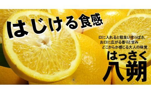  八朔 約10kg サイズおまかせ / ハッサク はっさく みかん 蜜柑 柑橘 果物フルーツ 紀伊国屋文左衛門本舗 ※2027年1月下旬～4月上旬頃発送予定 【kmtb021-r-10A】