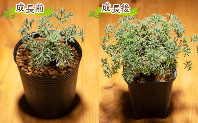 塊根植物 ヒストリクス ペラルゴニウム - 植物 インテリア ナチュラル 自然 グリーン 観葉植物 おしゃれ 癒し かわいい 多肉植物 塊根植物 サキュレントフィールド Succulent field 高知県 香南市 常温 cc-0018