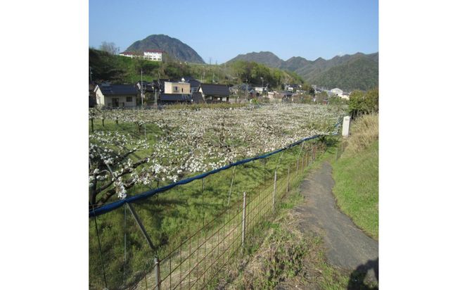 山根農園 二十世紀梨 3kg【2026年8月下旬以降発送】 313726_CY022