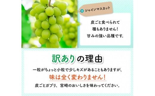 【令和8年産】【訳あり】小粒なシャインマスカット1kg 【 ぶどう 果物 葡萄 フルーツ ブドウ デザート 川南町産 数量限定 期間限定 】 [B03401]
