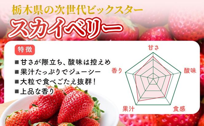 【先行予約】出会いの森いちご園 スカイベリー （290g×2パック） | いちご イチゴ 苺 栃木県 果物 くだもの フルーツ スカイベリー 新鮮 贈答 ギフト デザート スイーツ ※離島への配送不可 ※2026年12月上旬頃から2027年3月下旬頃に順次発送予定