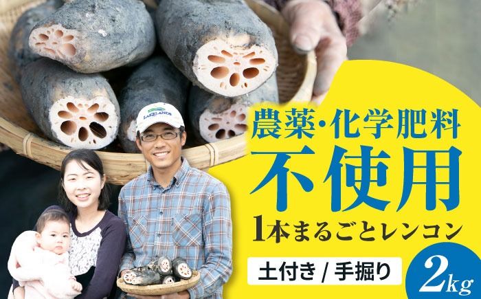 ＼毎年8月中旬より順次発送/ レンコン SEIMEI 2kg れんこん 蓮根 根菜 野菜愛西市 / 株式会社水谷グルッポ [AEBX001]