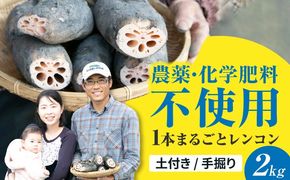 ＼毎年8月中旬より順次発送／ レンコン SEIMEI 2kg  れんこん 蓮根 根菜 野菜愛西市 / 株式会社水谷グルッポ [AEBX001]