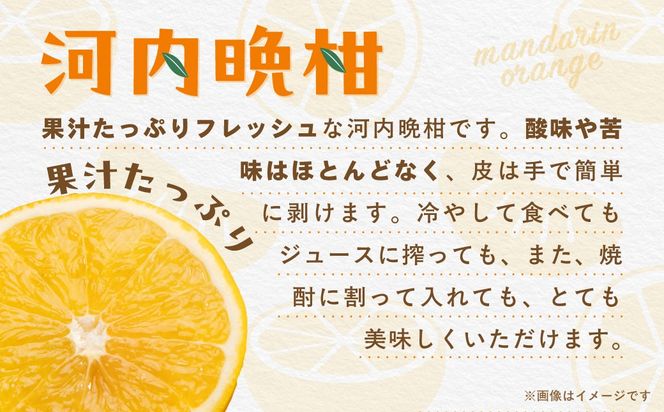 【先行受付】【数量限定】【家庭用】河内晩柑（生果）8kg（2027年5月中旬頃より順次発送） IKTQ008