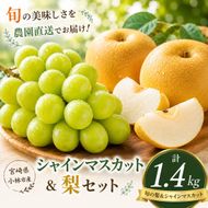 【期間限定】旬の梨とシャインマスカット 食べ比べセット 約1.4kg（シャインマスカット 梨 フルーツ 果物 詰合せ 豊水 新興 新高）