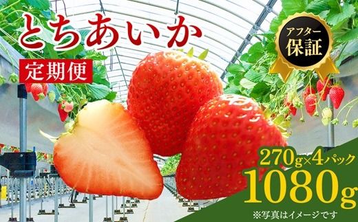 【先行予約】【定期便】いちご市 鹿沼の美味しい「い」「ち」「ご」とちあいか 1箱4パック入り（1パック270g×4） 2ヶ月連続発送 全2回 お届け ｜ イチゴ 果物 甘い ビタミンC かぬま ※2027年1月～発送