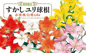 【期間限定】ユリ球根 カラフルすかしユリセット5色20球 花 フラワー 園芸 ガーデニング 植物 高品質 送料無料