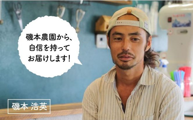 【農園直送】糸島のあまおう 270g×2パック (サイズおまかせL〜5L) 果物 フルーツ いちご / 糸島市 / 磯本農園 / TANNAL[ATB003]