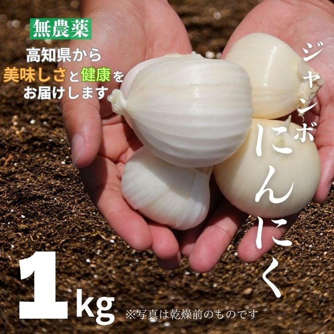 ジャンボニンニク10キロ(農薬,化学肥料不使用) ジャンボニンニク10キロ(農薬,化学肥料不使用) 滋賀県産ジャンボ