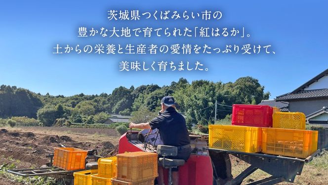 【 先行予約 】 茨城県産 さつまいも 5kg （ 紅はるか ） 土付き ・ サイズ 無選別 【10月下旬より順次発送】 土 土付き 土つき 高糖度 茨城 自然栽培 サツマイモ 芋 国産 おいしい [DE01-NT]