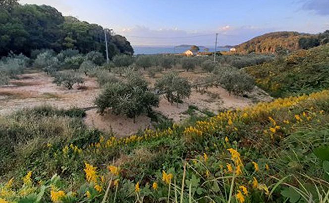 オリーブオイル 小豆島の恵み 100％小豆島産 手摘み エキストラバージンオリーブオイル 85g×2本セット