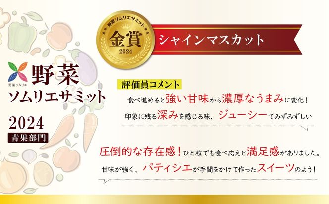 皆さんの応援から実った シャインマスカット 約1.2kg（2房）【数量限定】 フルーツ　H004-151