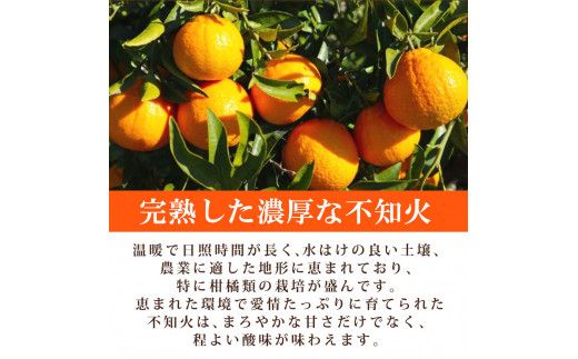 【先行予約】紀州 有田産 不知火 (しらぬひ) 2.5kg /みかん 不知火 和歌山 フルーツ 有田 果物 ※2027年2月中旬頃〜3月中旬頃に順次発送予定（お届け日指定不可） ※離島への配送不可 【uot794】