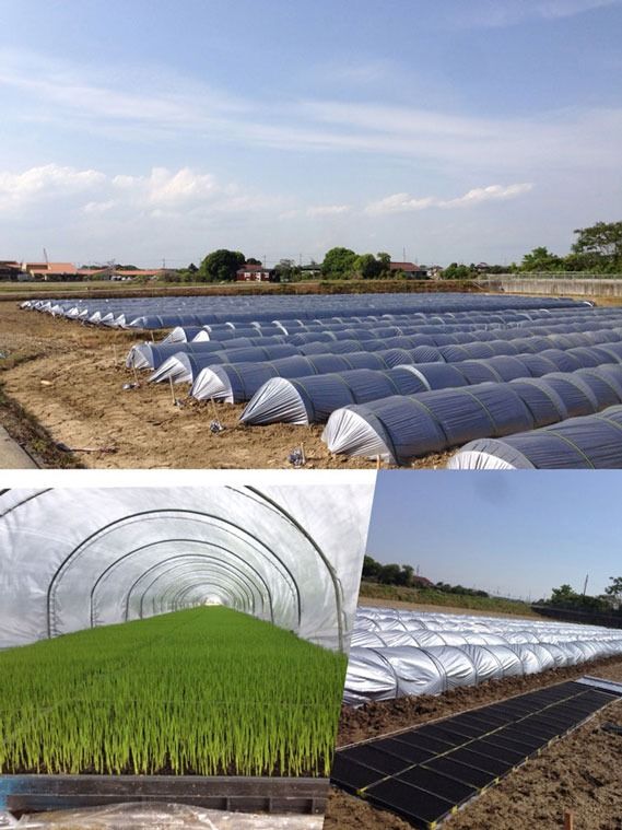 【定期便】兵庫県播磨産「山陽ほまれ　コシヒカリ」または「山陽ほまれ　ヒノヒカリ」10kg 「6回お届け（偶数月発送）」