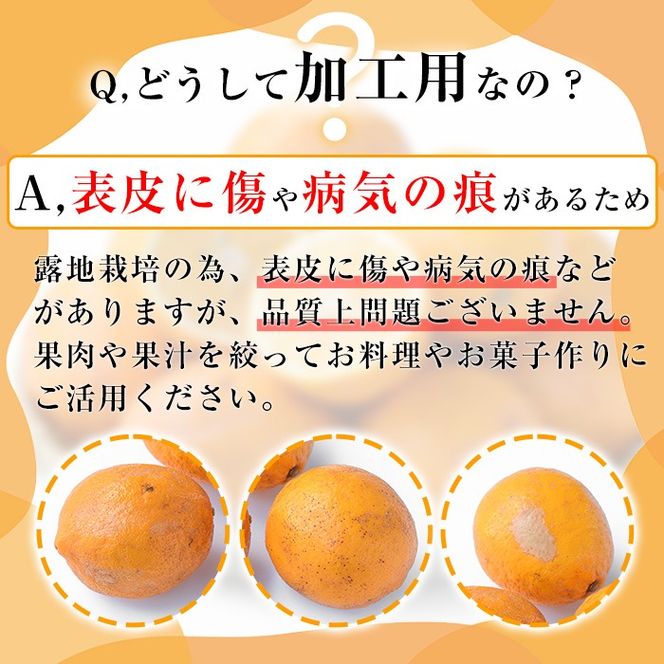 数量限定！加工用・露地マイヤーイエローレモン(2kg) 国産 果実 果物 レモン イエローレモン フルーツ 檸檬 柑橘 デザート 期間限定【桐野柑橘株式会社】akn070-02