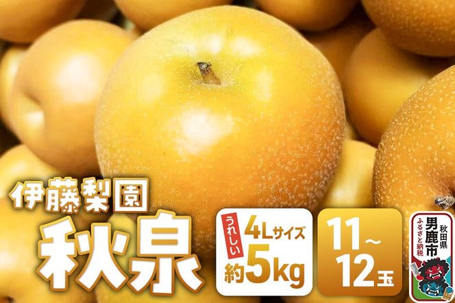 【先行受付】 男鹿梨 秋泉 梨 約5kg「伊藤梨園」  4L 11玉～12玉 秋田県 男鹿市|23_itn-040501