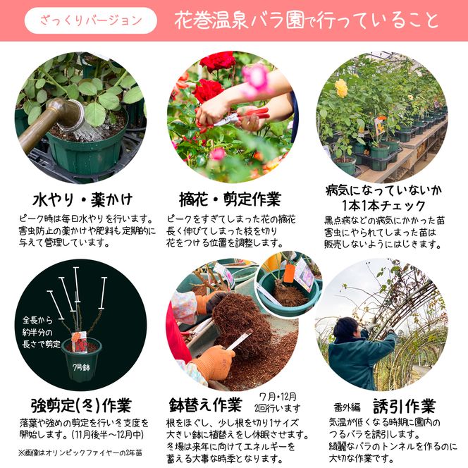 花巻温泉バラ園で育った「バラ大苗」7号サイズ -園長におまかせ- 【1659】