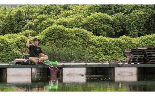 杉山作 （ へらぶな 釣り用 浮き子 ） サーチ ・ 浅ダナ ダンゴパイプ （緑） 釣り用品 釣り具 フィッシング アウトドア 釣具 ヘラブナ釣り [DV003ci]