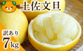 【先行予約：2027年度2月上旬～ 】訳あり 土佐文旦 7kg みかん 蜜柑 文旦 ぶんたん 柑橘 果物 フルーツ ゼリー  ジュース アイス 国産 愛媛県 愛南町青果市場 発送:2月上旬～(なくなり次第終了)
