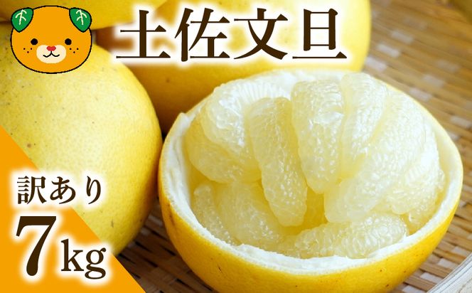 訳あり 土佐文旦 7kg みかん 蜜柑 文旦 ぶんたん 柑橘 果物 フルーツ ゼリー  ジュース アイス 国産 愛媛県 愛南町青果市場 発送:2月中旬～(なくなり次第終了)